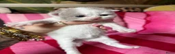 British Shorthair cats for sale: Champion Line British Shorthair Kittens 😻🥇🏆🐾 - Advert 13