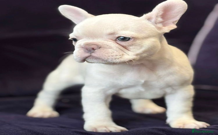 French Bulldog dogs - Advert 12