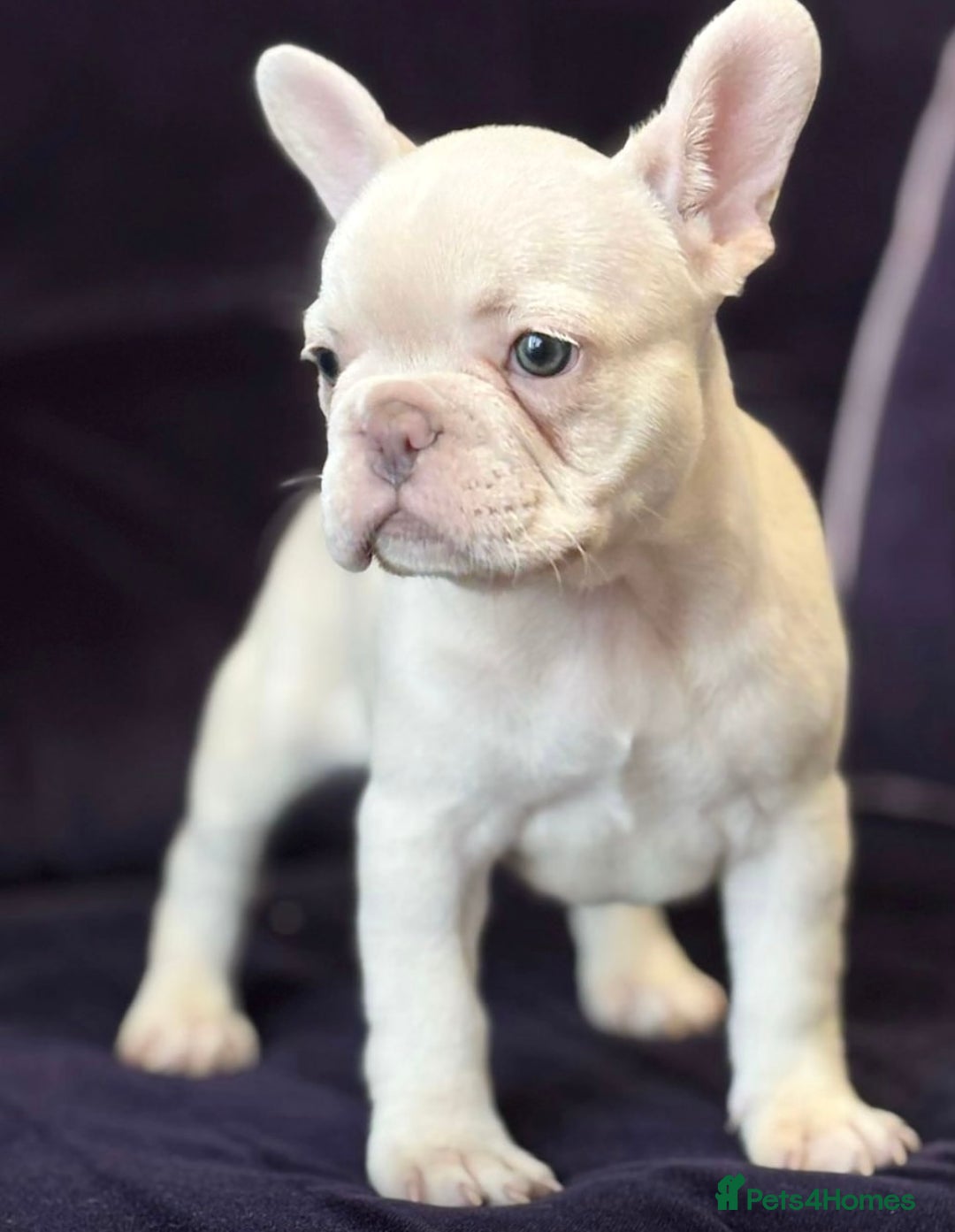 French Bulldog dogs for sale: Platinum French bulldog  - Image 3