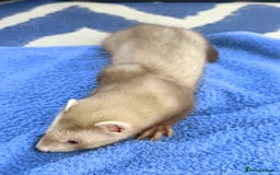Ferret rodents for sale: Ferrets for Sale - 8 weeks old - Image 1