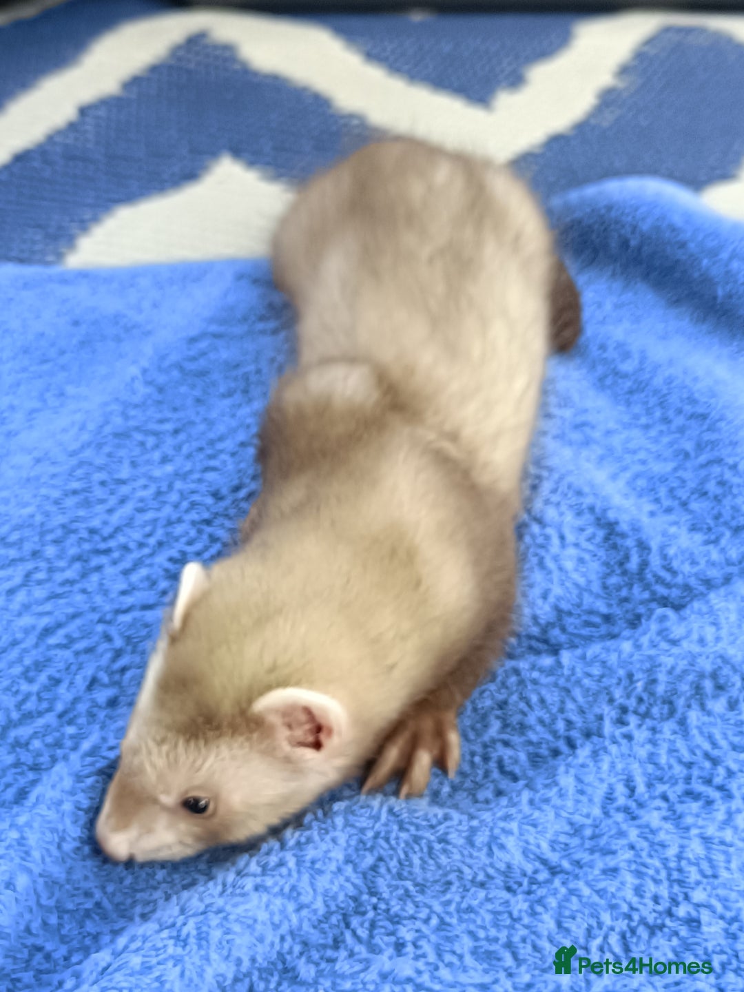 Ferret rodents for sale: Ferrets for Sale - 8 weeks old - Image 1