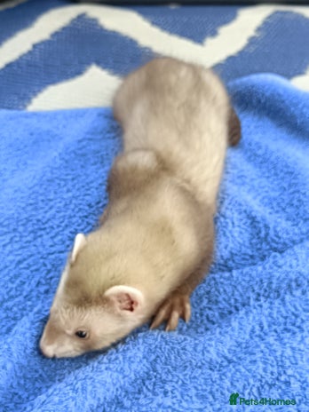 Ferret rodents - Advert 5
