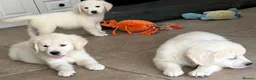 Golden Retriever dogs for sale: Lovely, confident playful puppies - Advert 26
