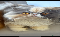 Persian cats for sale: Beautiful Persian/Ragdoll kittens - Image 9