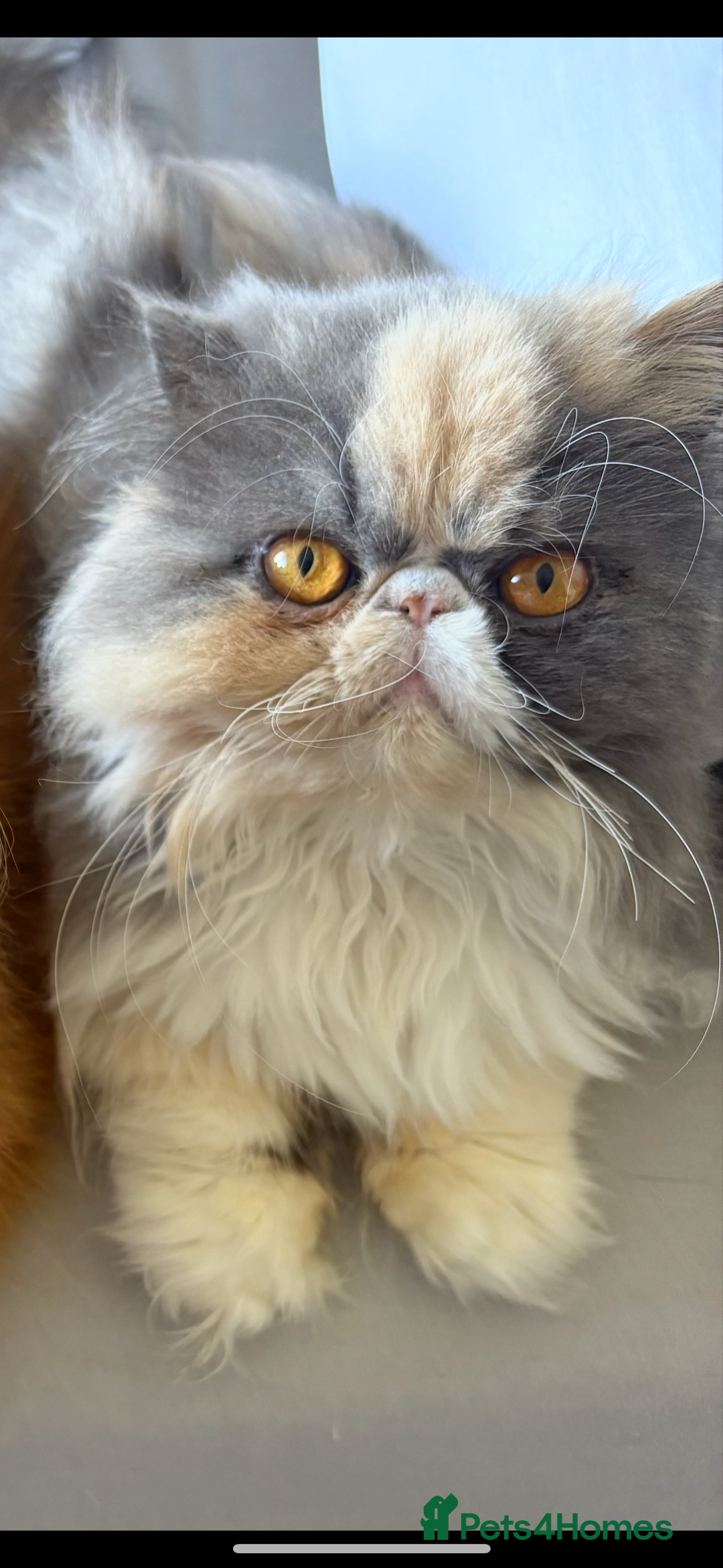 Persian cats for sale: Beautiful Persian/Ragdoll kittens - Image 9