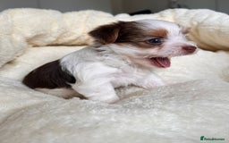 Yorkshire Terrier dogs for sale: DNA tested parents - Yorkie puppies  - Image 25