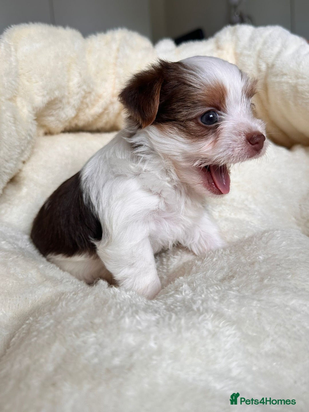 Yorkshire Terrier dogs for sale: DNA tested parents - Yorkie puppies  - Image 25