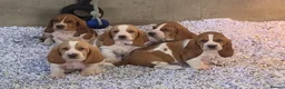Basset Hound dogs for sale: KC BASSET HOUND PUPPIES FROM HEALTH SCORED PARENTS - Advert 10