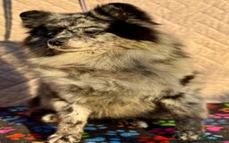 Pomeranian dogs for adoption: Dottie’s Story: From Darkness to Life - Image 4