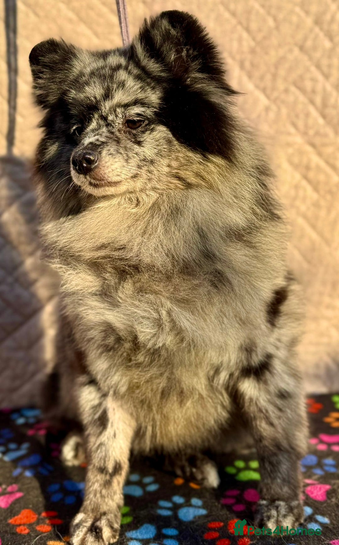 Pomeranian dogs for adoption: Dottie’s Story: From Darkness to Life - Image 4