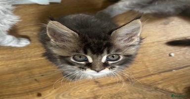 Maine Coon cats - Advert 1