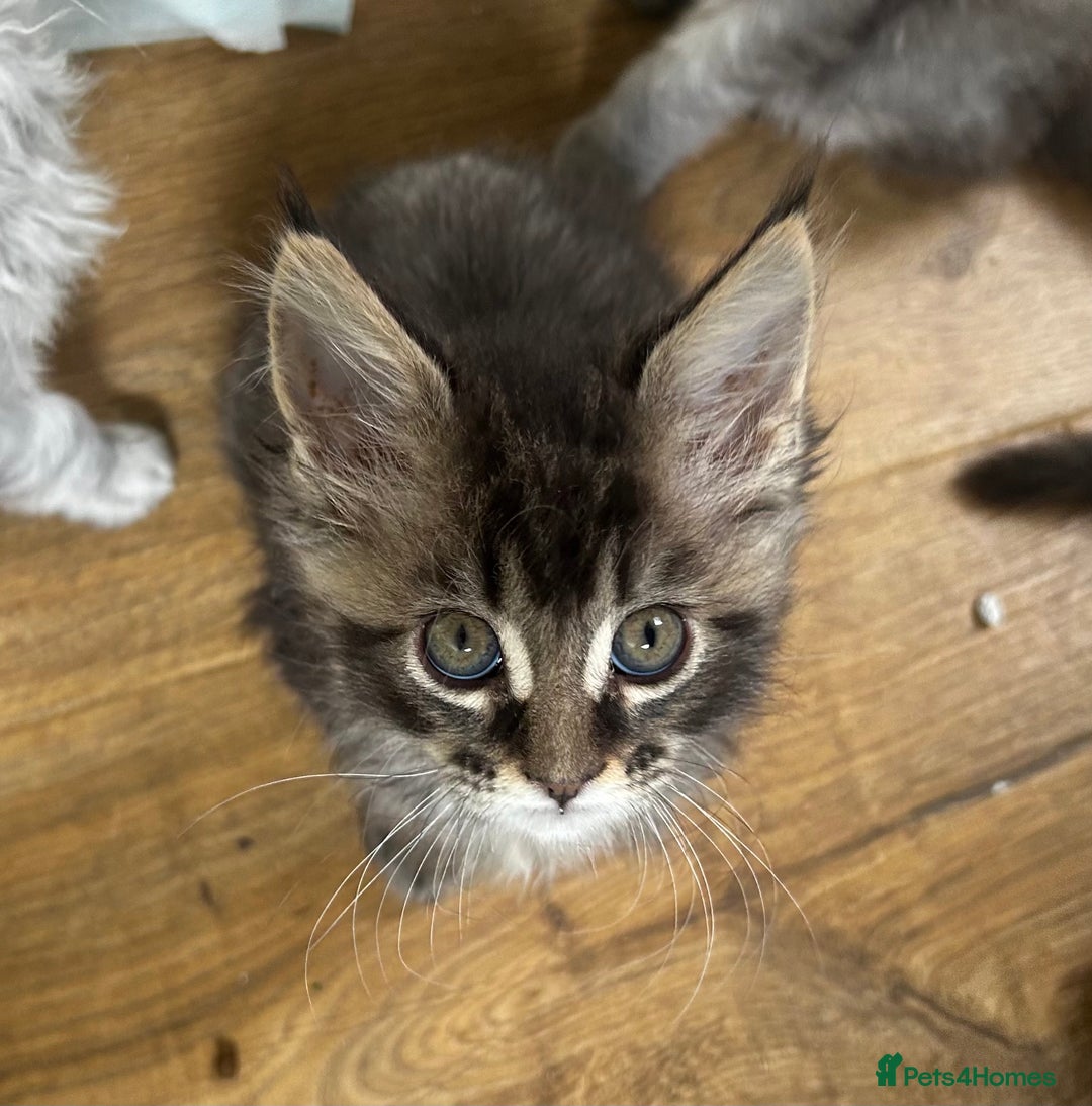 Maine Coon cats for sale: Beautiful Mainecoon kittens - Image 3