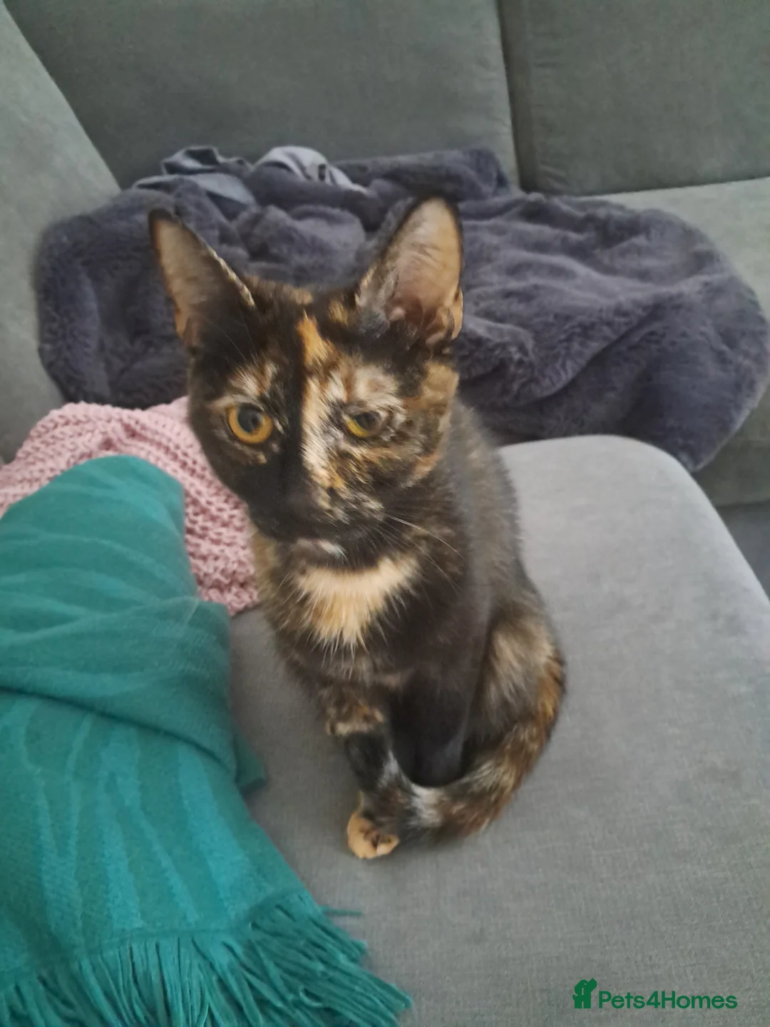 Mixed Breed cats for sale: Five beautiful tabby kittens  - Advert 2