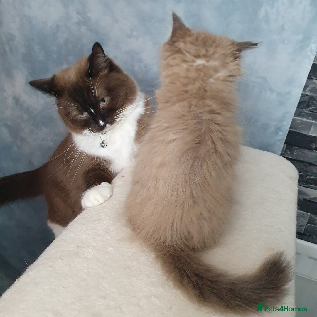 Ragdoll cats for sale: Reduced RARE Brown/mink Green-eyed Ragdoll kittens - Image 20