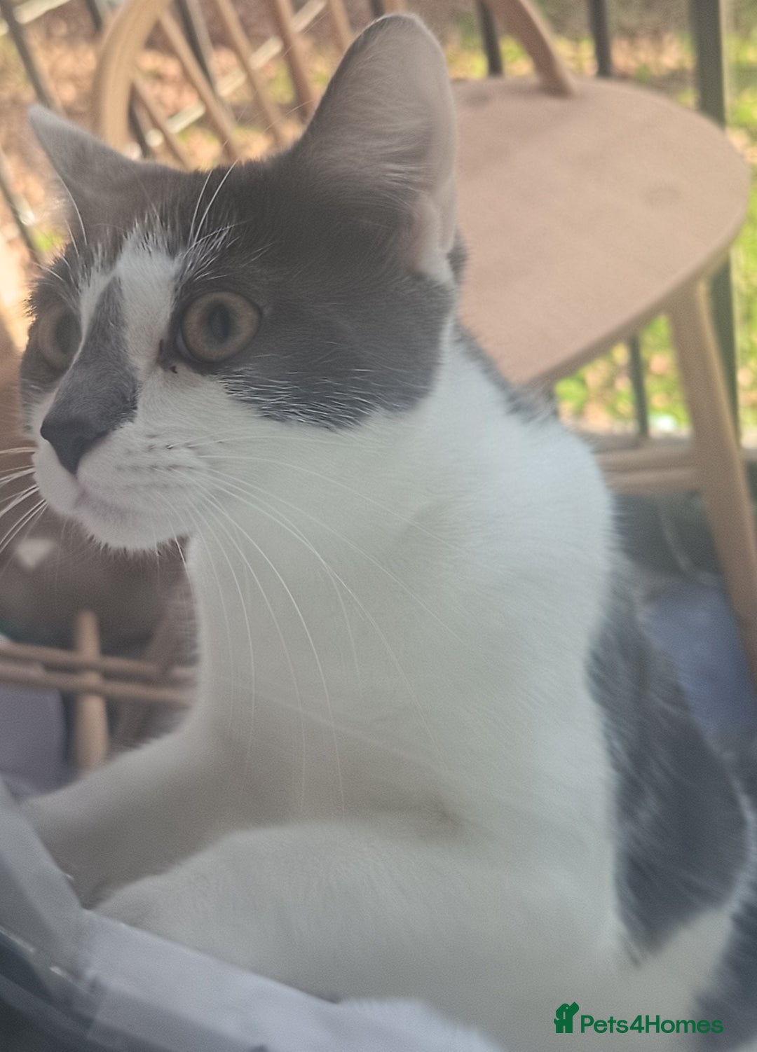 Mixed Breed cats for sale: Two female cats for sale  - Advert 3