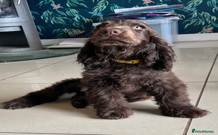 Cocker Spaniel dogs - Advert 6