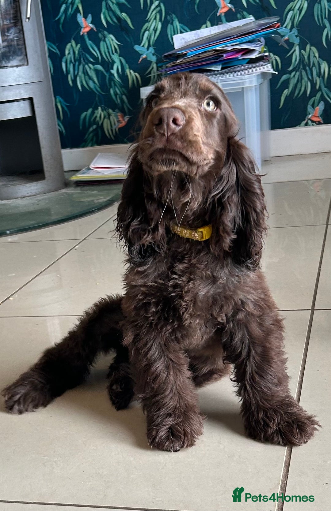 Cocker Spaniel dogs for sale: 100% Kc Show Cockers (Health Tested Clear) - Image 1