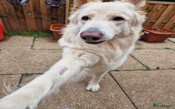 German Shepherd dogs for stud: White German Shepherd Dog - Stud - KC Registered  in Birmingham - Image 7