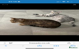 Savannah cats for sale: Two savannah cats for rehoming - Image 3
