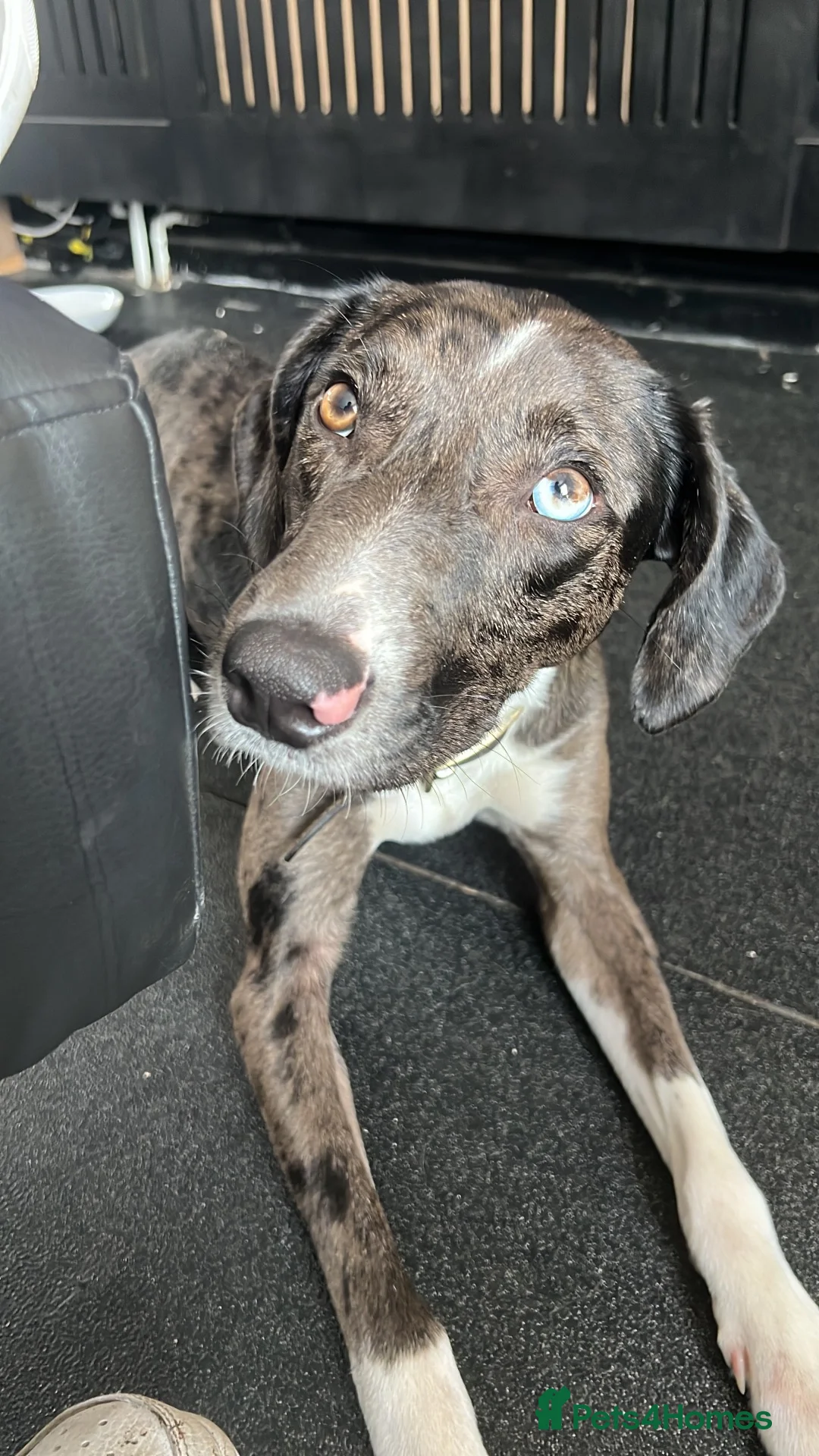 Mixed Breed dogs for sale: Rehoming this beauty - Advert 2