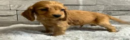 Cocker Spaniel dogs for sale: Show cocker spaniel puppies  - Advert 9
