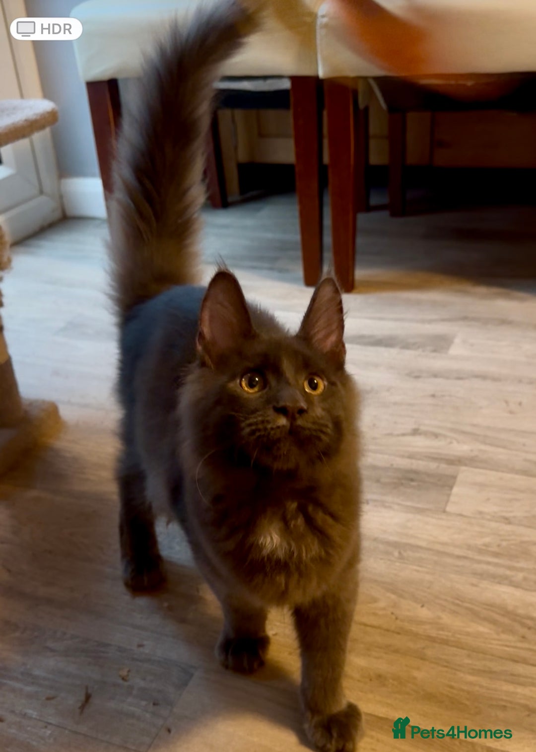 Maine Coon cats for sale: 2 Large Tica Maine Coon Kittens - Image 24