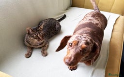 Savannah cats for sale: Reduced and ready F6 Savannah boy Koffee - Image 7