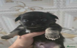 Chihuahua dogs for sale: 3 Adorable little princes chihuahua puppies - Image 18