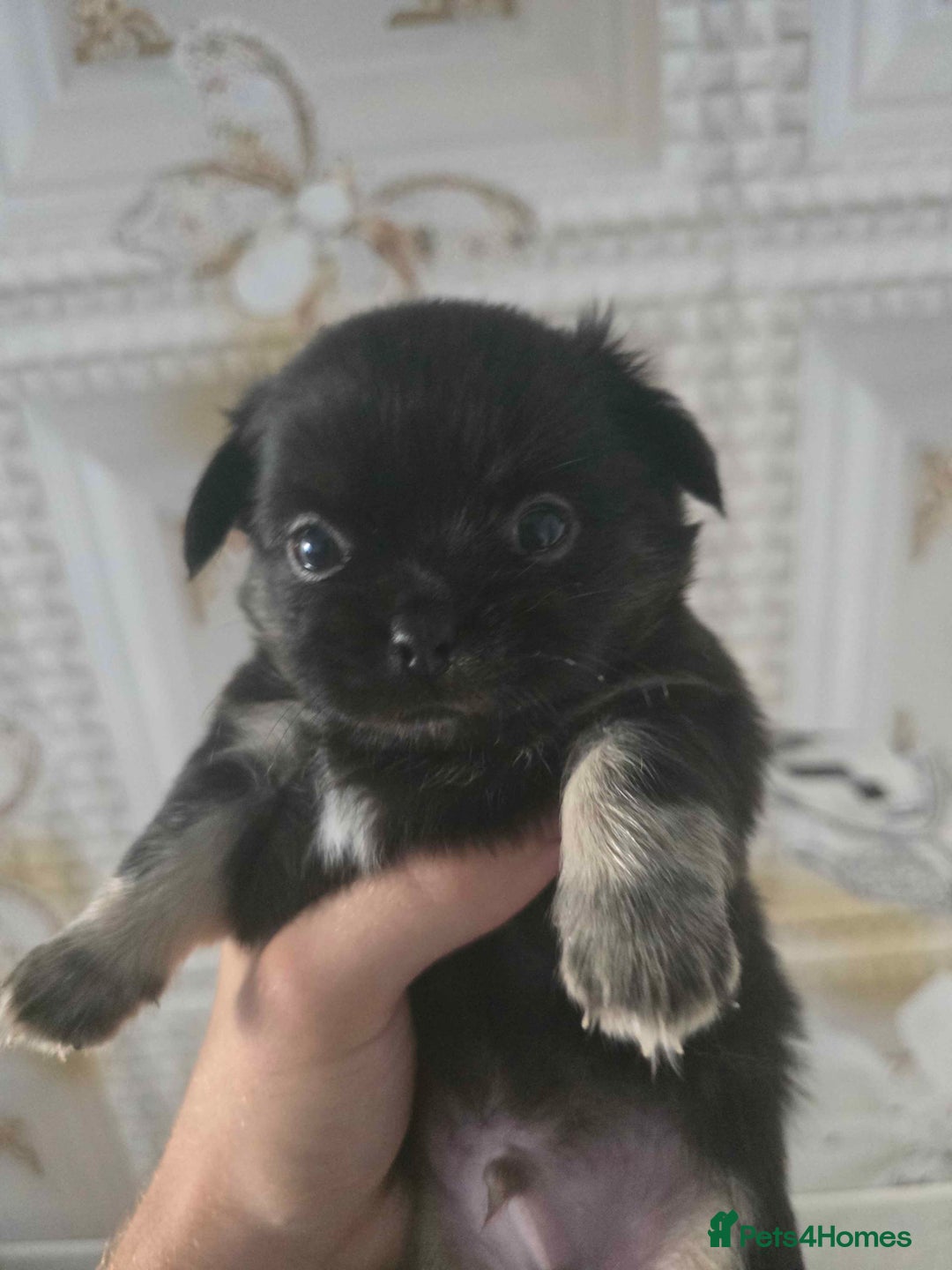 Chihuahua dogs for sale: 3 Adorable little princes chihuahua puppies - Image 18