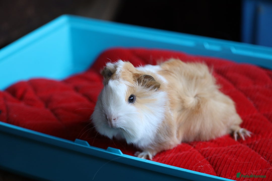 Guinea Pig rodents for sale: 4 Peruvian Baby Boars for Sale - Advert 2