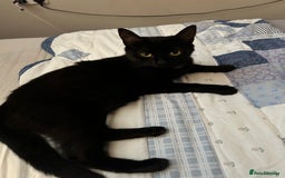 Mixed Breed cats for sale: Mother & 2 kittens  - Image 6