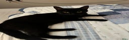 Mixed Breed cats for sale: Female Black cat 1 year old  - Advert 6