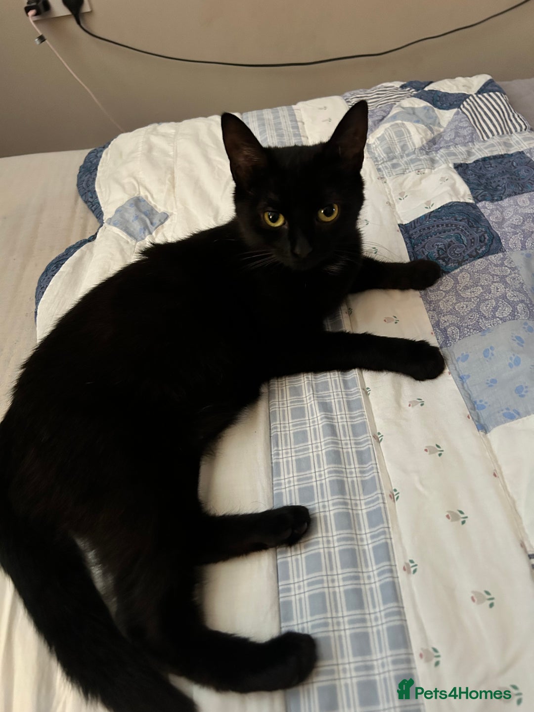 Mixed Breed cats for sale: Mother & 2 kittens  - Image 6