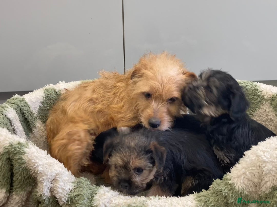 Mixed Breed dogs for sale: Norfolk Border cross puppies - Advert 8