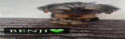 Yorkshire Terrier dogs for sale: Yorkshire Terrier Puppies - Advert 9