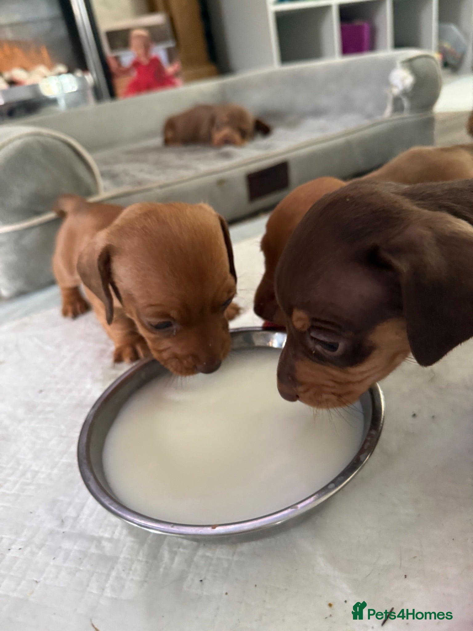 Miniature Dachshund dogs 3 beautiful little boys looking for new homes - Advert 2