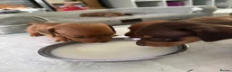 Miniature Dachshund dogs for sale: 3 beautiful little boys looking for new homes - Advert 1