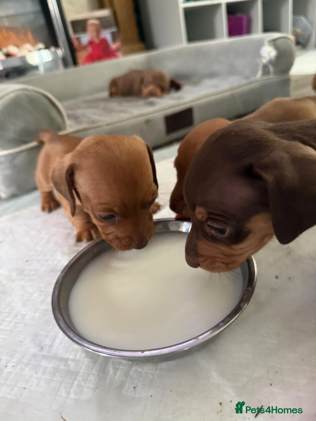 Miniature Dachshund dogs for sale: 3 beautiful little boys looking for new homes - Advert 1