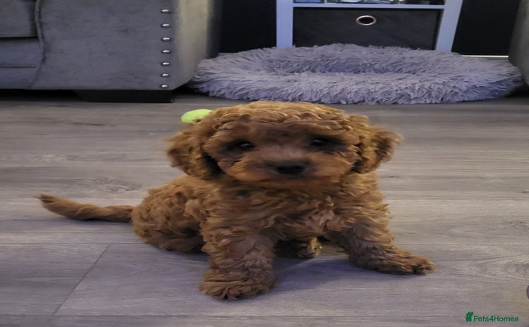 Cavapoo dogs - Advert 9