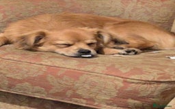 Pomchi dogs for sale: Pomchi - Image 3