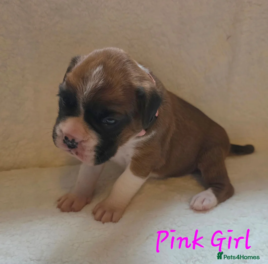 Boxer dogs for sale: Beautiful chunky boxer puppies in Bury Saint Edmunds - Advert 21