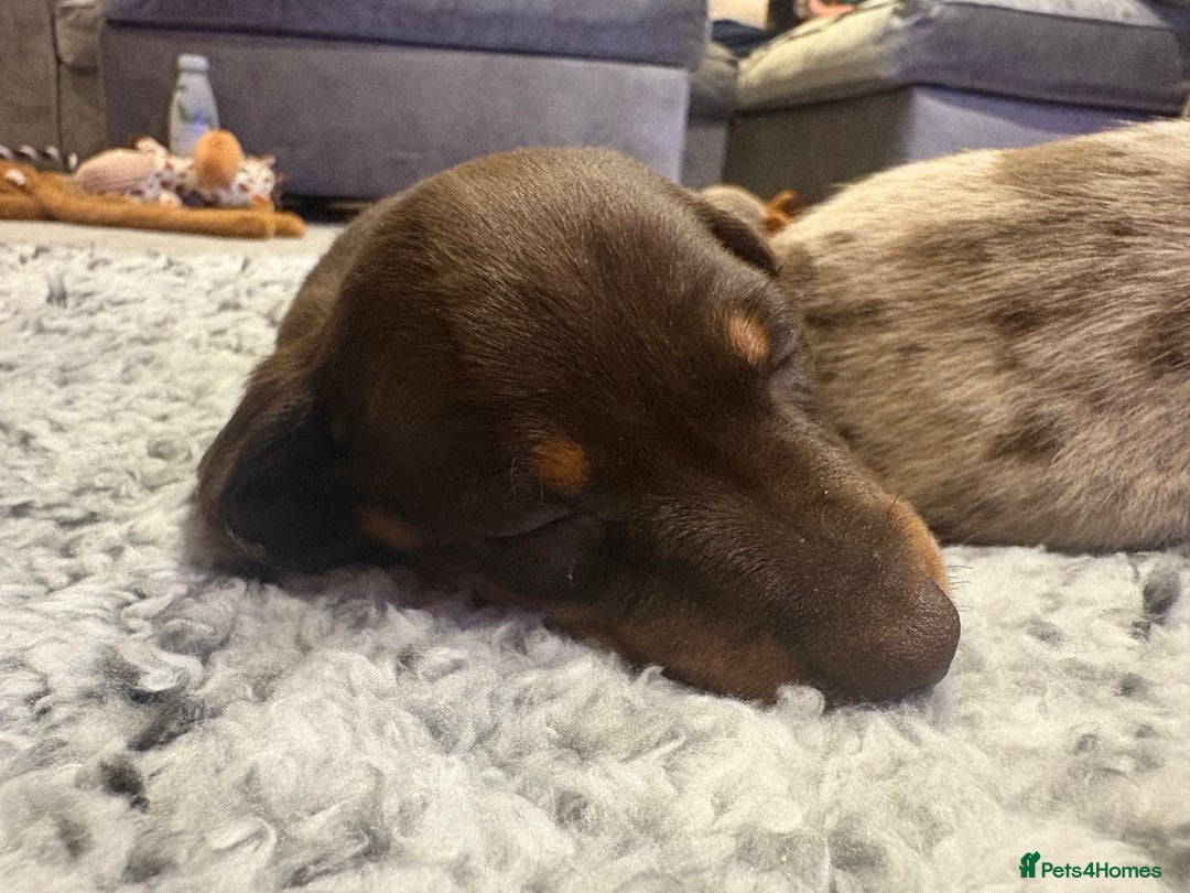 Dachshund dogs for sale: Dachshunds for Sale - Advert 16