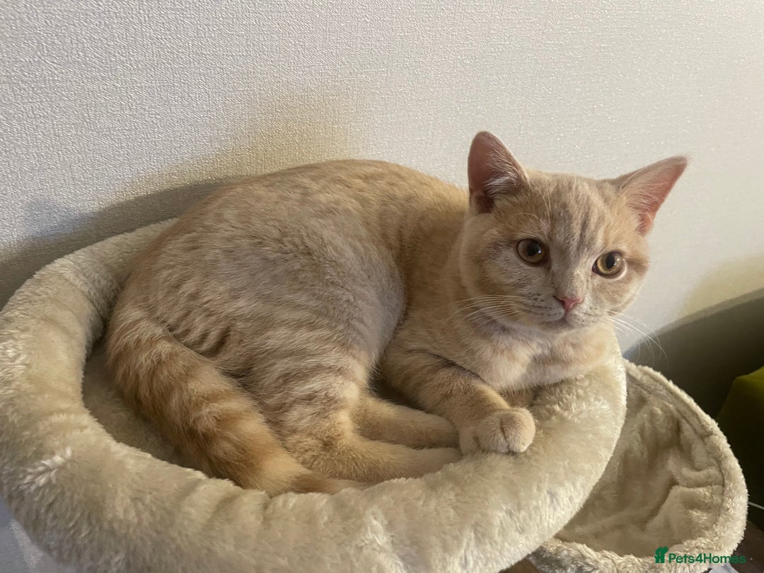 British Shorthair cats for sale: British shorthair cat - Advert 12