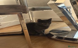 British Shorthair cats for sale: Beautiful Grey British Shorthair Cat  - Image 4