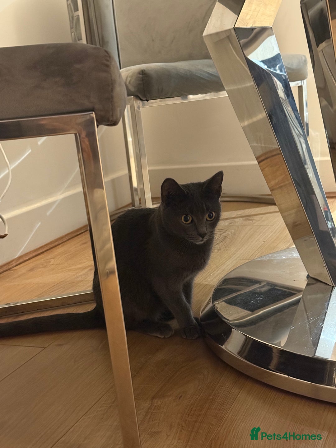 British Shorthair cats for sale: Beautiful Grey British Shorthair Cat  - Image 4