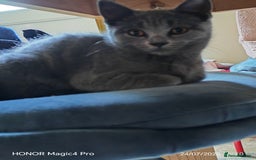 British Shorthair cats for sale: Beautiful British short-hair cross - Image 5