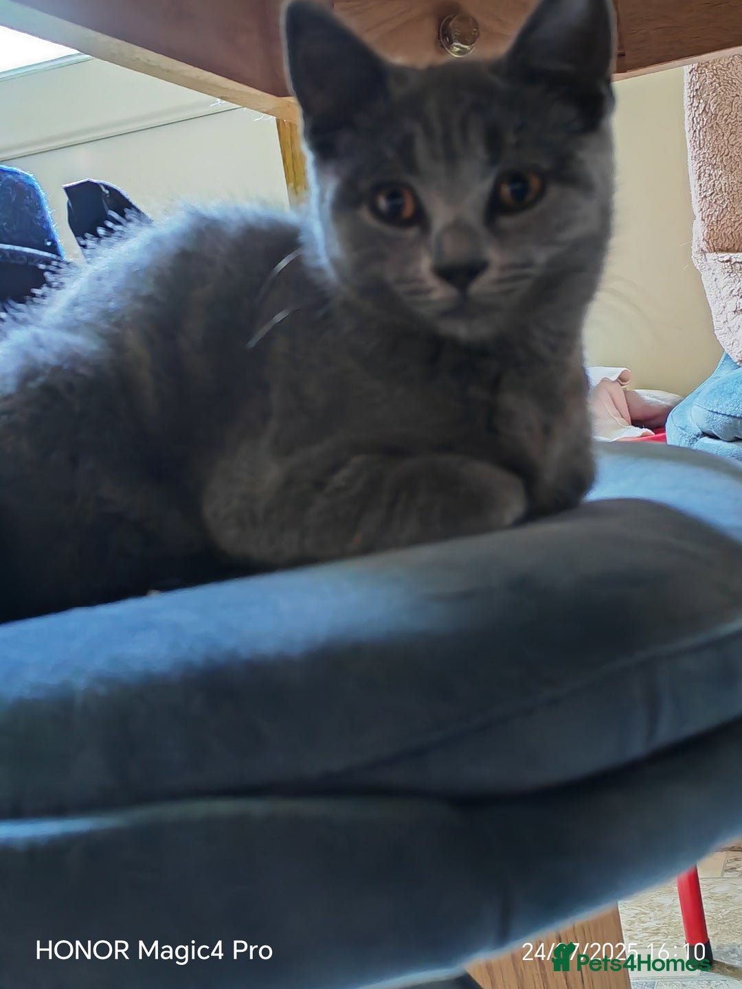 British Shorthair cats for sale: Beautiful British short-hair cross - Image 5
