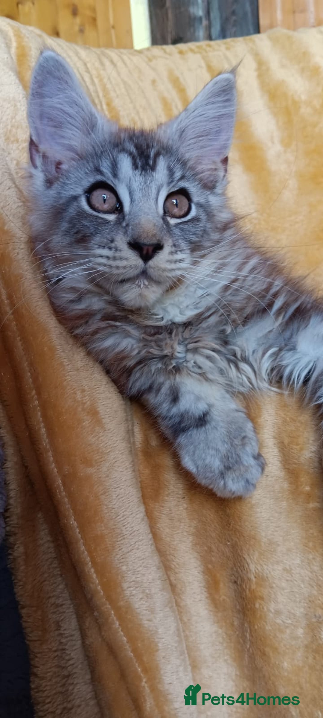 Maine Coon cats for sale: Adorable Kitten Looking for a Forever Home! 🏡 - Image 6