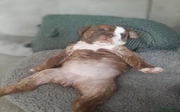 English Bulldog dogs for sale: English Bulldog puppie- Chocolate/tan & Brindle - Image 22