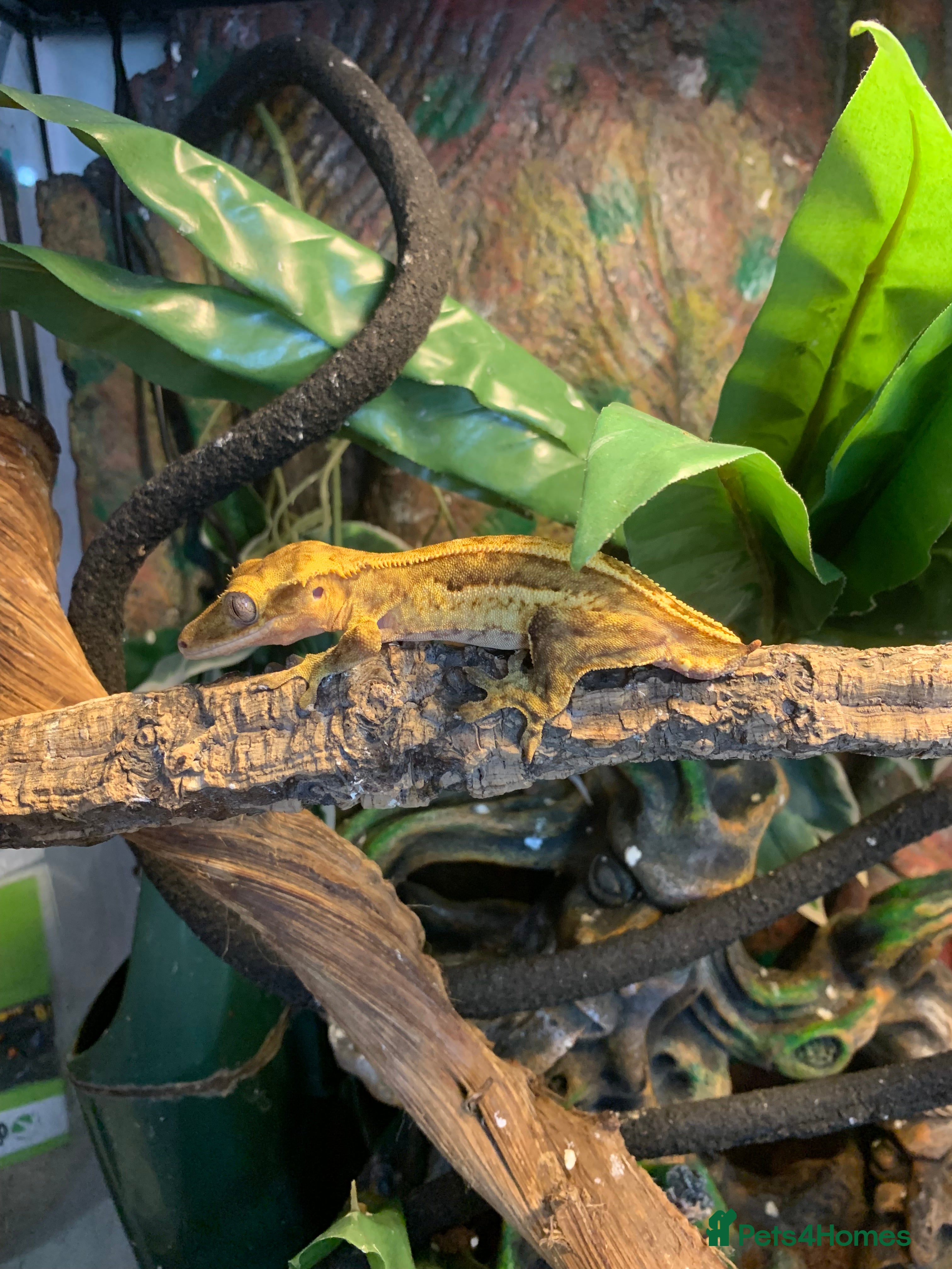 Gecko reptiles Breeding pair of geckos  - Advert 1